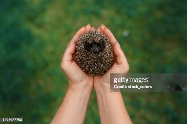 woman holding cute hedgehog in her palm - beautiful romanian women stock pictures, royalty-free photos & images