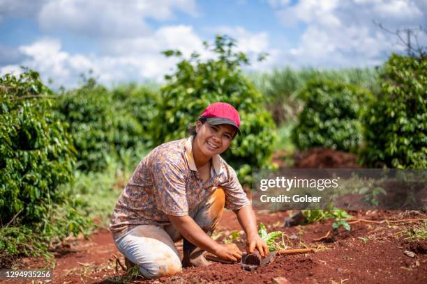 femme de fermier plantant le café. - plantation de café photos et images de collection