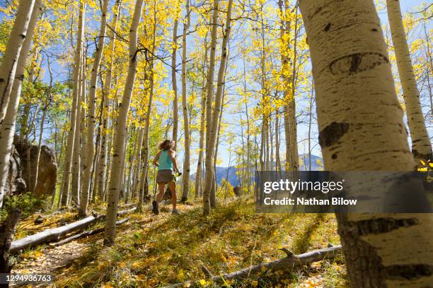female runner within the autumn trees - aspen tree leaf stock pictures, royalty-free photos & images