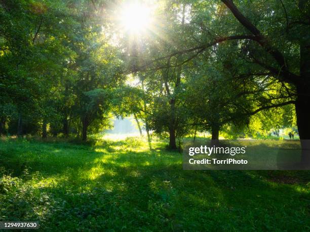 morning sun beams light in summer park - fantasy garden stock pictures, royalty-free photos & images