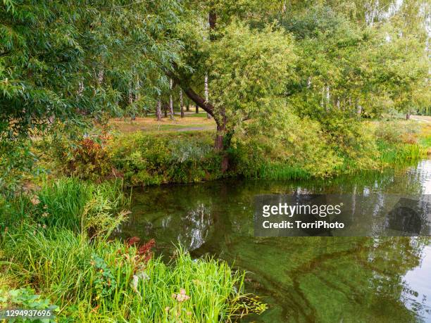 summer landscape with green willow tree, reed grass and algal bloom water in river - água doce imagens e fotografias de stock