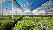 Reforestation eucalyptus in the greenhouse growing