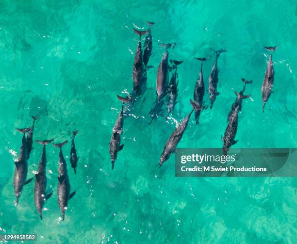 dolphins ocean hawaii - maui dolphin stock pictures, royalty-free photos & images