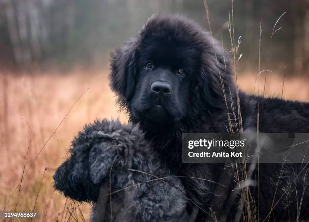 portrait of puppies of breeds: newfoundland and bouvier des flandres - bouvier des flandres stock pictures, royalty-free photos & images