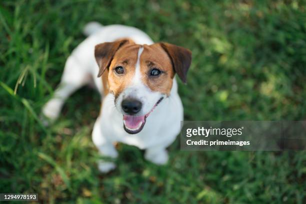 pets jack russell terrier dog playing with bangkaew dog in garden in house - jack russell terrier stock pictures, royalty-free photos & images