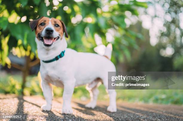 giovane cucciolo jack russell terrier - terrier jack russell foto e immagini stock