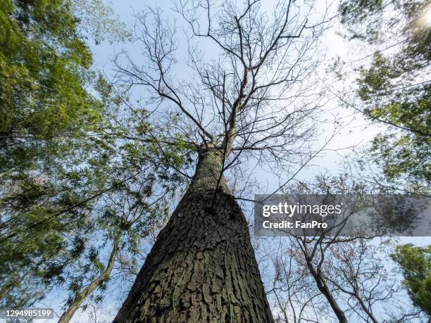 bottom view of big tree in winter - big bottom fotografías e imágenes de stock