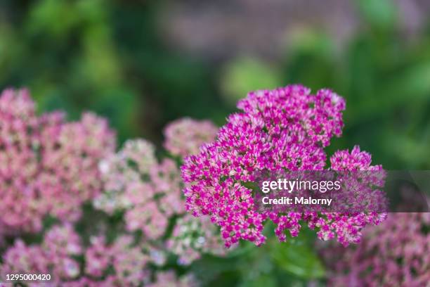 close-up of pink flowers. stonecrop, sedum. - nürnberg rainy stockfoto's en -beelden