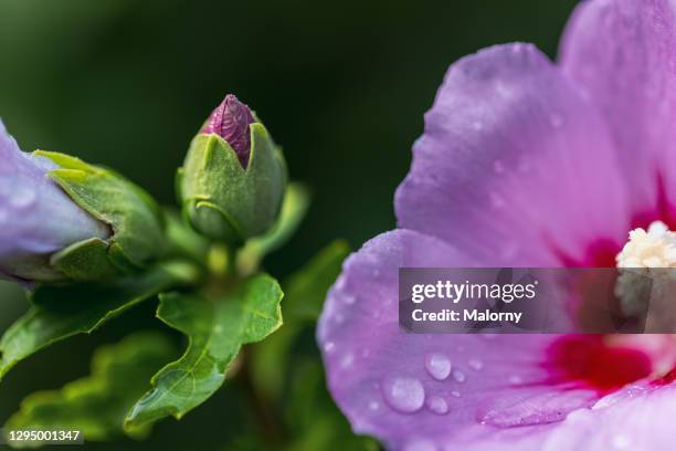 close-up of purple flower. hibiscus syriacus. - nürnberg rainy stock pictures, royalty-free photos & images