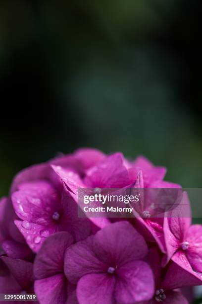 close-up of purple flowers. viola. copy space. gardening - nürnberg rainy stock pictures, royalty-free photos & images