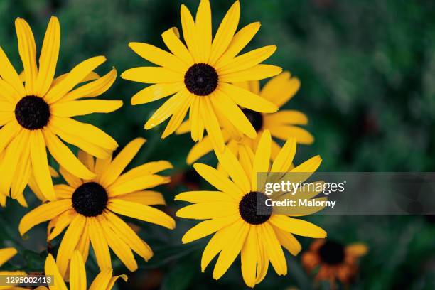 close-up of yellow flowers. black-eyed susan. - nürnberg rainy stock pictures, royalty-free photos & images