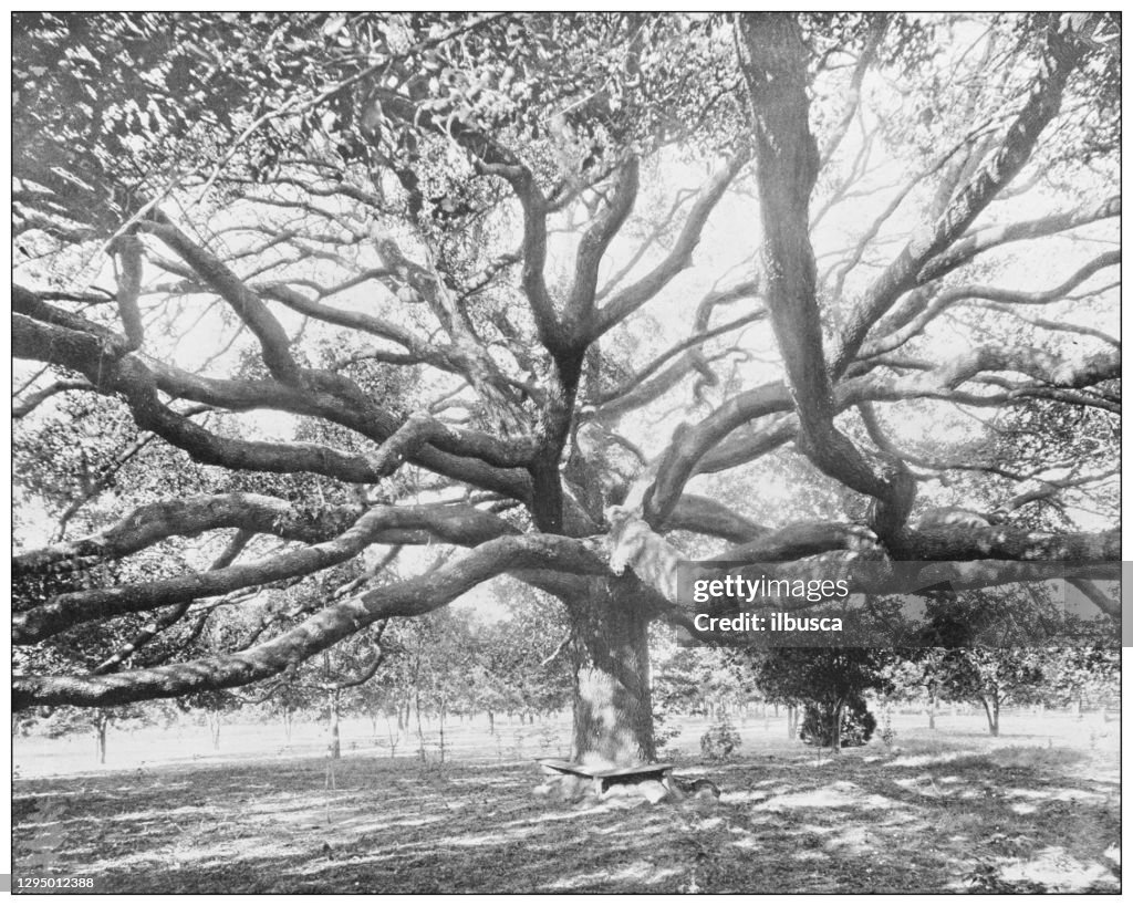 Antique photograph: Giant red oak, Jacksonville, Florida
