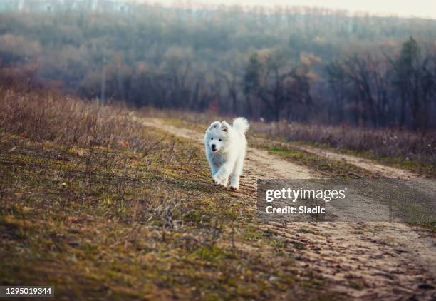 lopende samoyed puppy in de wintertijd - samojeed stockfoto's en -beelden
