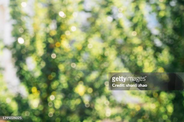 mottled light and shadow among the trees - foco difuso fotografías e imágenes de stock