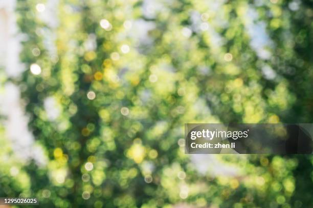 mottled light and shadow among the trees - muted backgrounds stock pictures, royalty-free photos & images