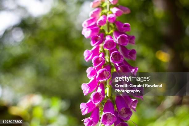 flowers of scotland - digitalis alba stock pictures, royalty-free photos & images