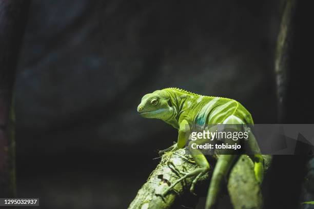 grüner leguan - iguana family stock-fotos und bilder