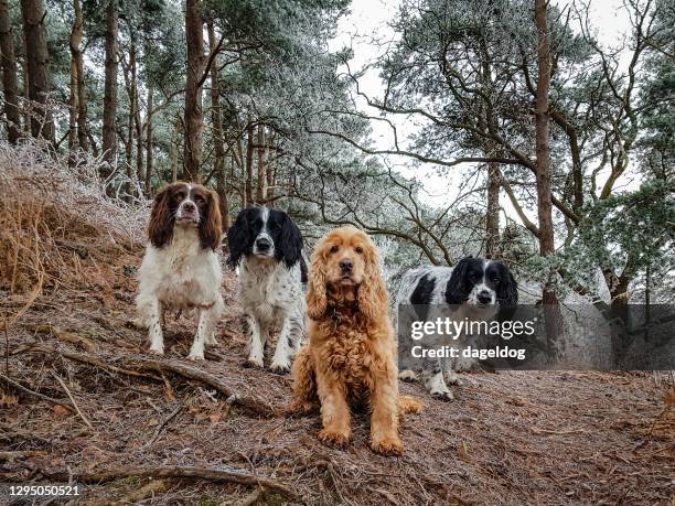 a winters day walk in the woods - spaniel stock pictures, royalty-free photos & images