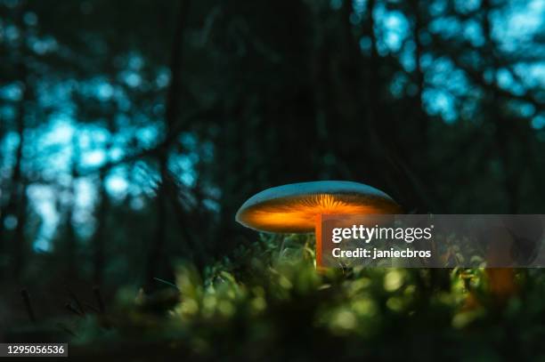 fee, glühender pilz. nacht im mystischen wald - giftpilz stock-fotos und bilder