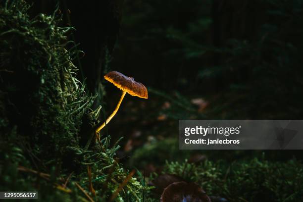 fee, gloeiende paddestoel. nacht in het mystieke bos - toadstools stockfoto's en -beelden