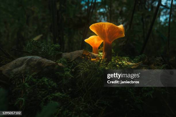 485点のtoadstoolのストックフォト Getty Images 485点のtoadstoolのストックフォト Getty Images
