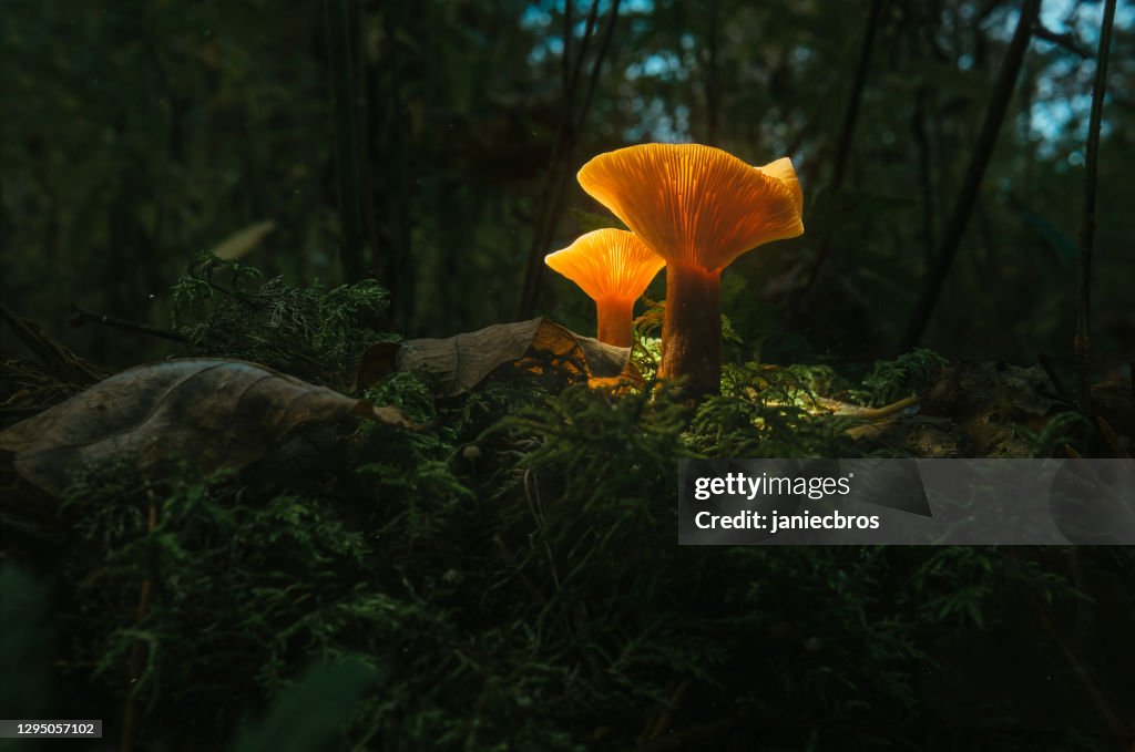 Fairy, glowing chantrelle mushroom. Night in the mystical forest