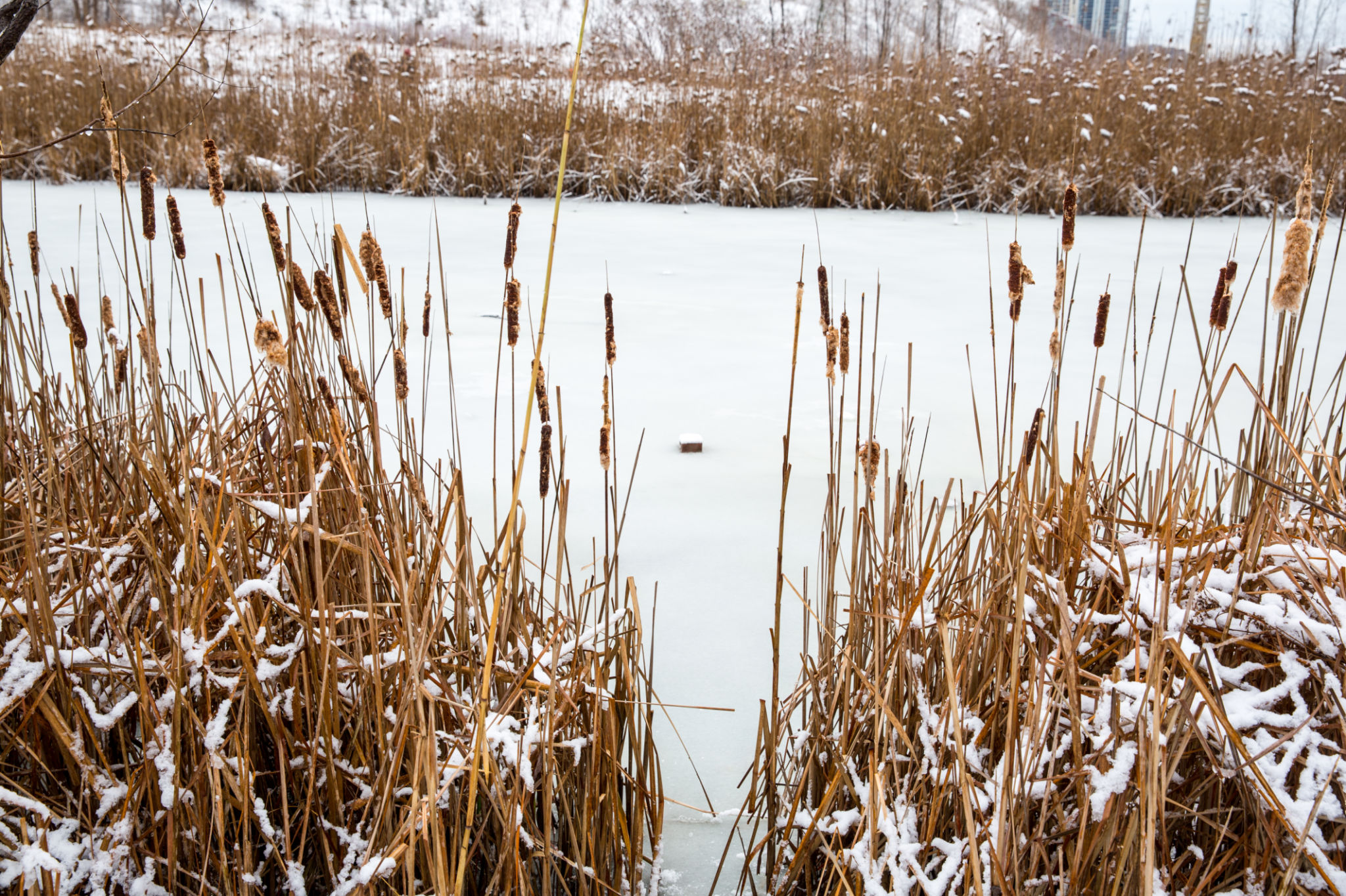 winterizing pond