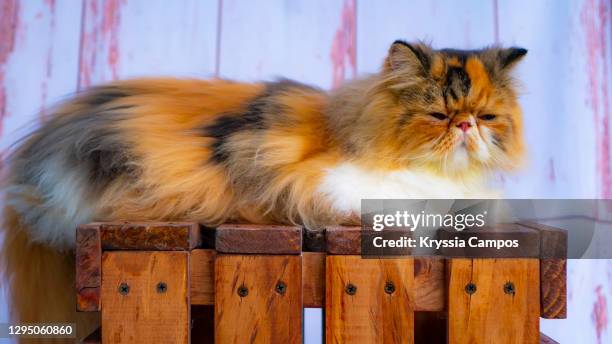 calico persian cat portrait having a nap - longhair cat stock-fotos und bilder