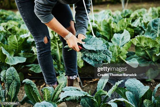 female farmer picking organic kale on summer morning - cabbage family fotografías e imágenes de stock