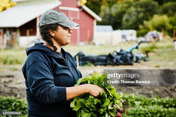 female farmer picking organic beets on farm on summer morning - dark blue stock pictures, royalty-free photos & images