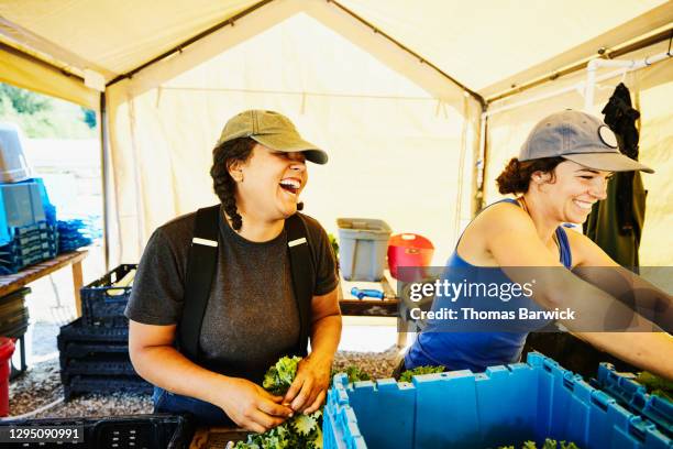 laughing female farmers packing freshly harvested organic vegetables - farmer female confident stock pictures, royalty-free photos & images