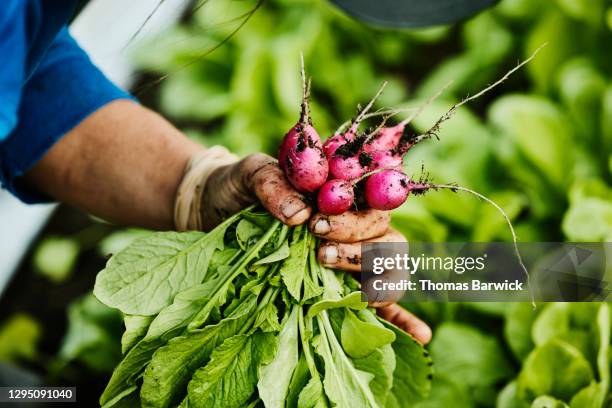 female farmer with dirt covered hands holding bunch of freshly harvested organic radishes - radijs stockfoto's en -beelden