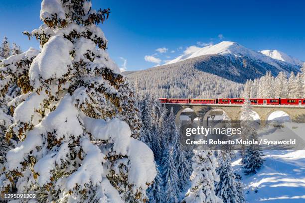 snow capped trees surrounding bernina express train, switzerland - st moritz stock pictures, royalty-free photos & images