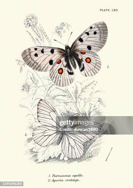 butterflies, parnassius apollo, aporia crataegi, the black-veined white, wildlife butteryfly art - aporia crataegi stock illustrations