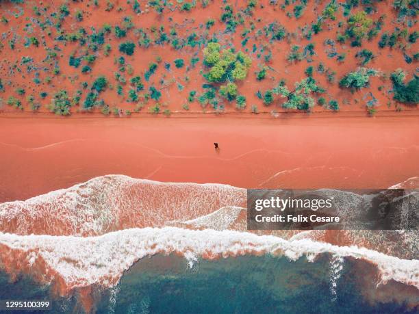 aerial view of a solo man walking on a bright rusty red sandy beach - aerial beach people stockfoto's en -beelden