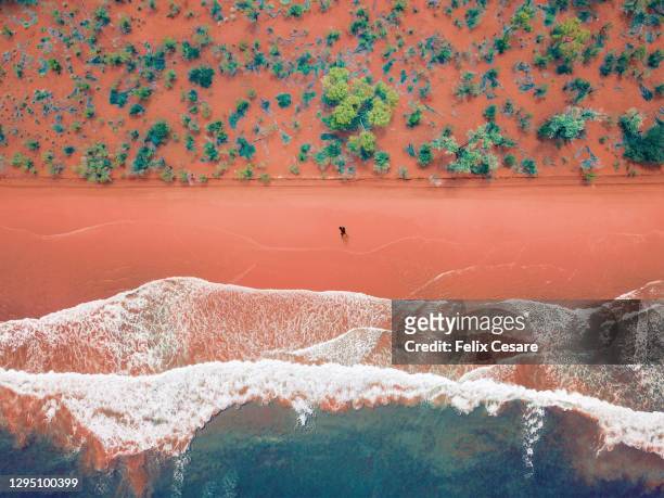 aerial view of a solo man walking on a bright rusty red sandy beach - australia stock pictures, royalty-free photos & images