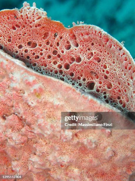 detail of the giant barrel sponge surface (xestospongia muta) - west papua stock pictures, royalty-free photos & images