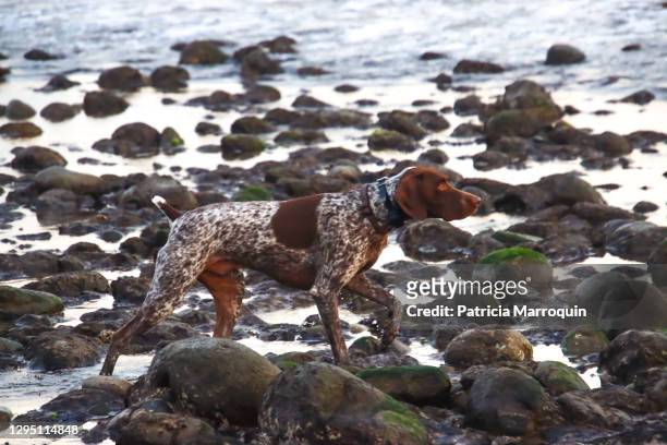 german short-haired pointer on beach - german shorthaired pointer stock pictures, royalty-free photos & images