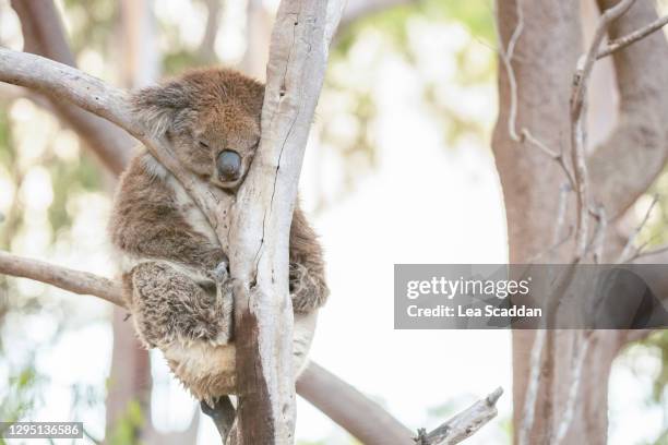 sleepy koala - sleeping koala stock pictures, royalty-free photos & images