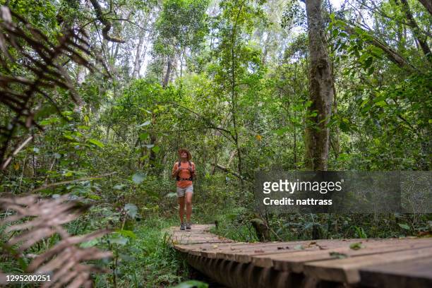 young woman hiking in a pristine forest - garden route south africa stock pictures, royalty-free photos & images