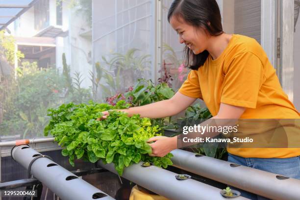 cheerful young woman growing hydroponic spinach at home - hydroponics stock pictures, royalty-free photos & images