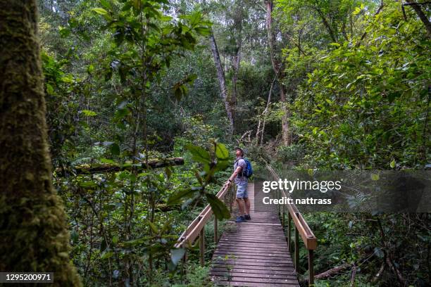 mann, der die natur erkundet - knysna stock-fotos und bilder