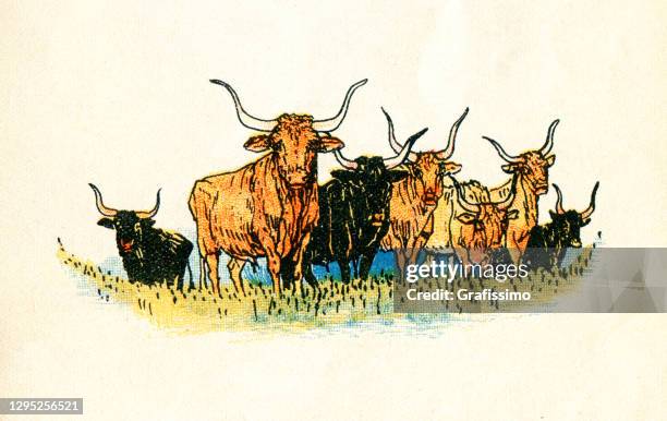 牧草地のロングホーン牛の群れ - longhorn点のイラスト素材／クリップアート素材／マンガ素材／アイコン素材