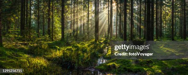 sonnenlicht strömt durch walddach beleuchtet moosige wald lichtung panorama - wald stock-fotos und bilder