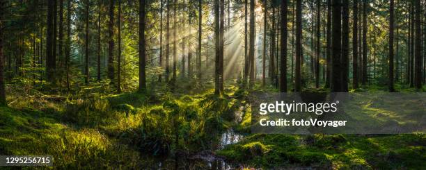 la luz del sol fluye a través del dosel del bosque iluminado musgo bosque bosque de claro panorama - claro herboso fotografías e imágenes de stock