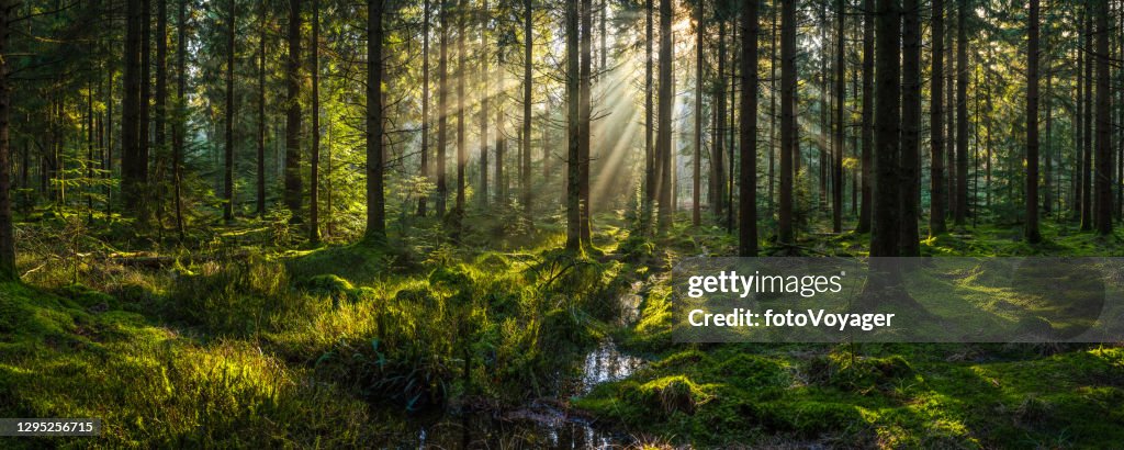 Sunlight streaming through forest canopy illuminated mossy woodland glade panorama