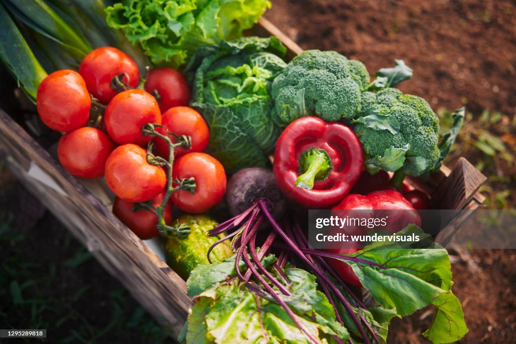 Diverse organic fresh vegetables on a wooden crate