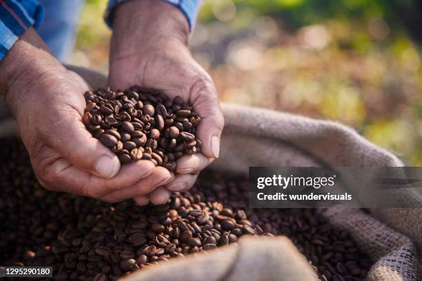 ouvrier vérifiant des grains de café torréfiés sur le sac - europe de l'ouest photos et images de collection