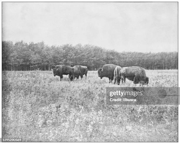 antique photograph: american bisons, winnipeg, manitoba - winnipeg stock illustrations
