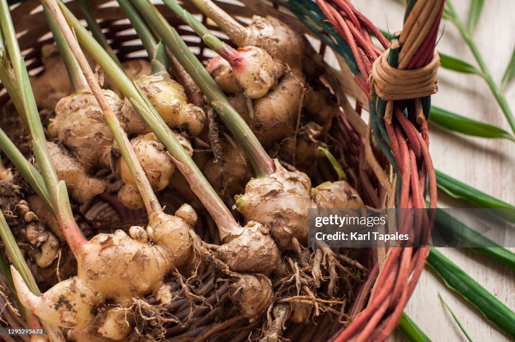 Freshly harvested ginger on a basket indoors